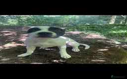 Staffordshire Bull Terrier dogs for sale: Beautiful staff pups for sale - Image 9