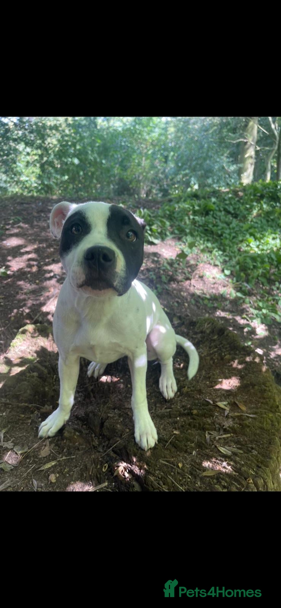 Staffordshire Bull Terrier dogs for sale: Beautiful staff pups for sale - Image 9
