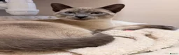 Siamese cats for sale: 🐾 Siamese kittens for sale 🐾 in Radstock - Advert 3