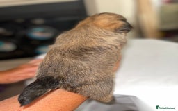 Mixed Breed dogs for sale: Adorable puppies - Image 4