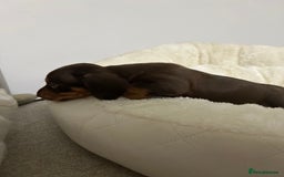 Miniature Dachshund dogs for sale: Multi coloured litter - Image 8