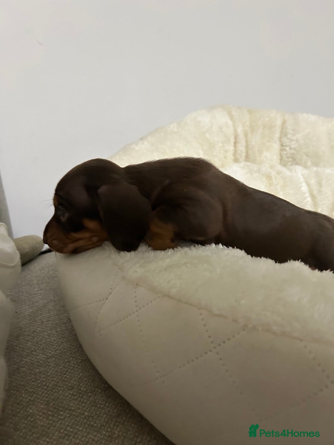 Miniature Dachshund dogs for sale: Multi coloured litter - Image 8