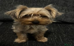 Yorkshire Terrier dogs for sale: MINIATURE YORKSHIRE TERRIER - Image 4
