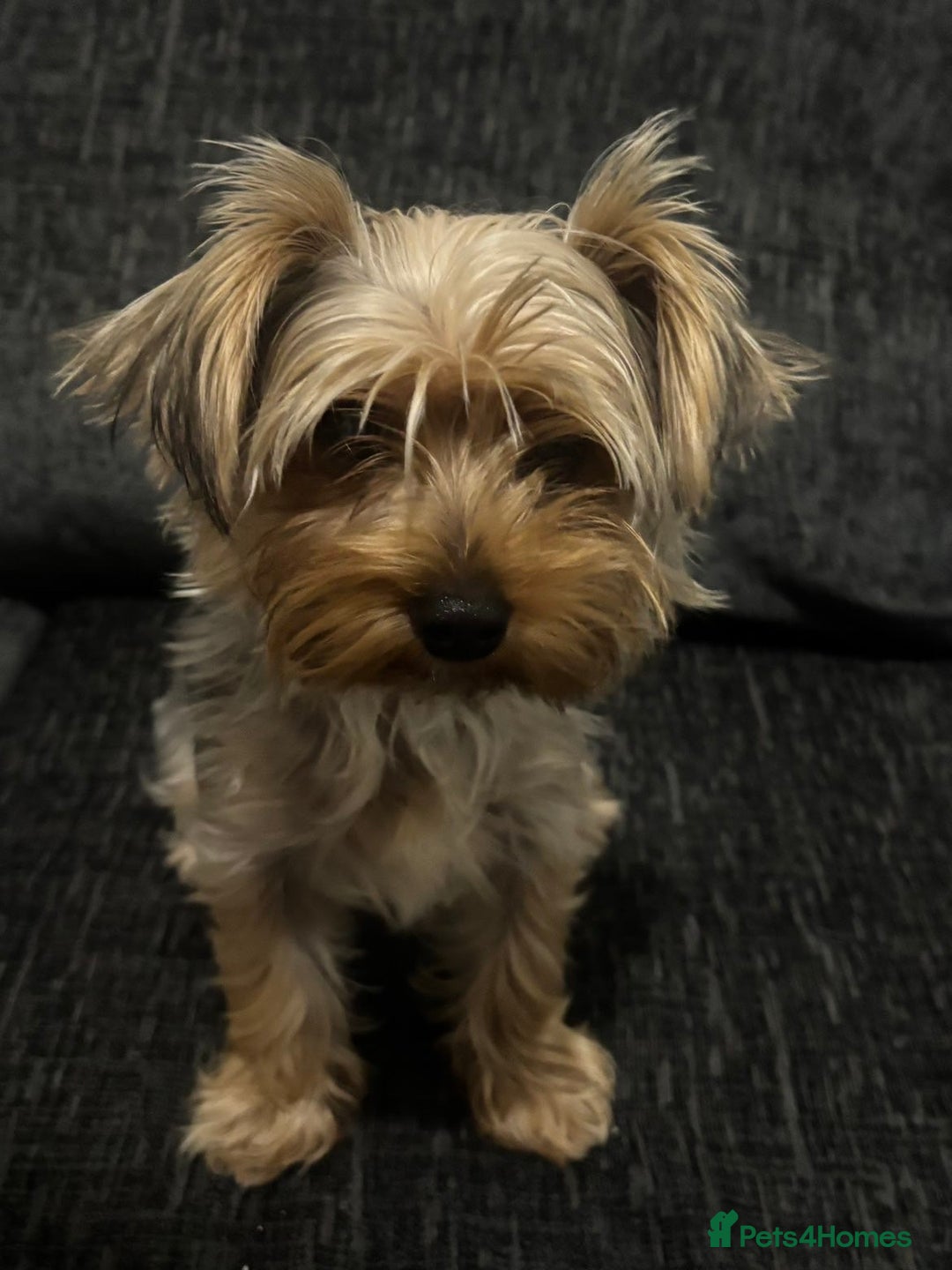 Yorkshire Terrier dogs for sale: MINIATURE YORKSHIRE TERRIER - Image 4