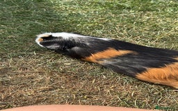 Guinea Pig rodents for sale: Bonded sister Guinea pigs  - Image 2