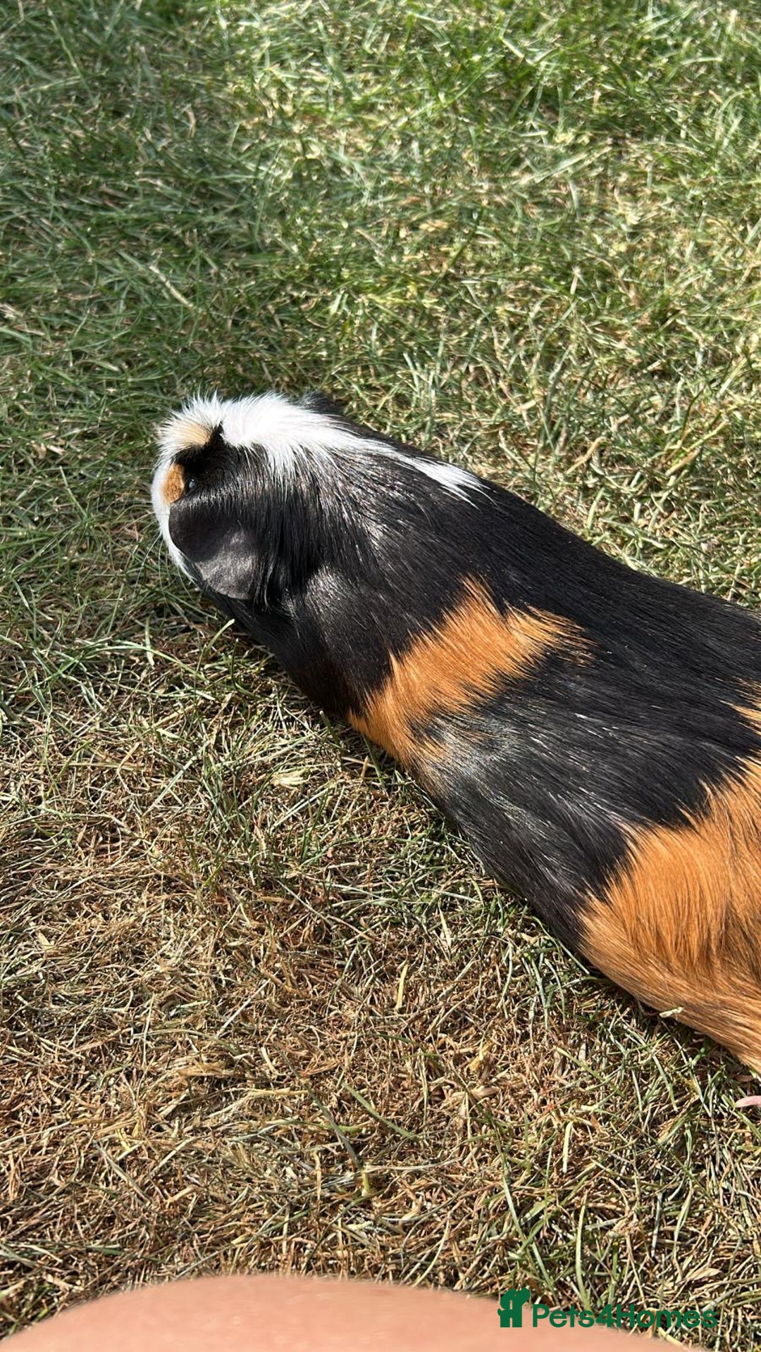 Guinea Pig rodents for sale: Bonded sister Guinea pigs  - Image 2