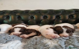 English Springer Spaniel dogs for sale: Kc Reg English Springer spaniel boys in Dorchester - Image 1