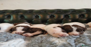 English Springer Spaniel dogs in Dorchester - Advert 5