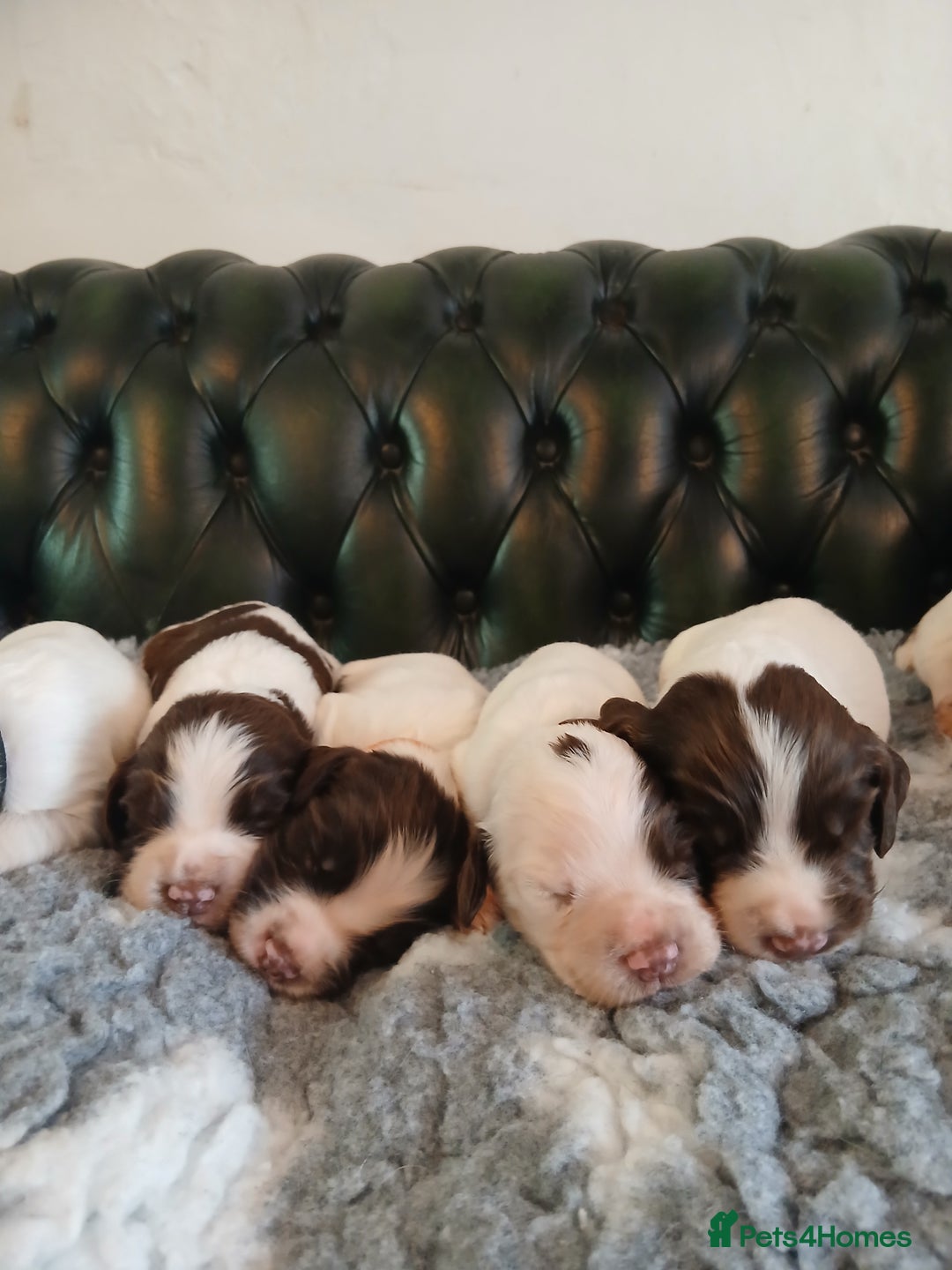 English Springer Spaniel dogs for sale: Kc Reg English Springer spaniel boys in Dorchester - Image 1