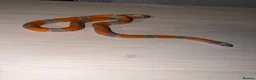 King Snake reptiles for sale: Grey banded king snake  - Advert 1