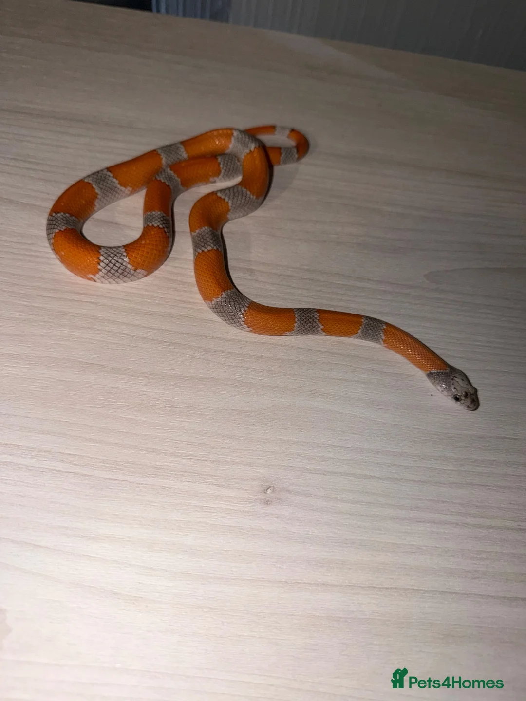 King Snake reptiles for sale: Grey banded king snake  - Advert 1
