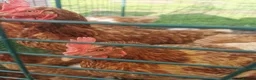 Chickens poultry for sale: Laying Hens. Chickens. Only £5 each Chicken d Hen - Advert 3