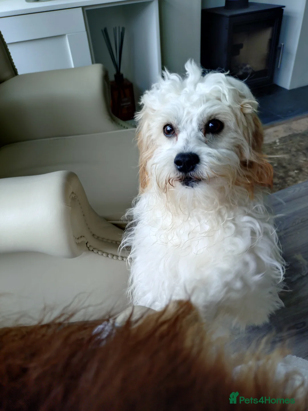 Cavapoochon dogs for sale: Male cavapoochon  - Advert 4