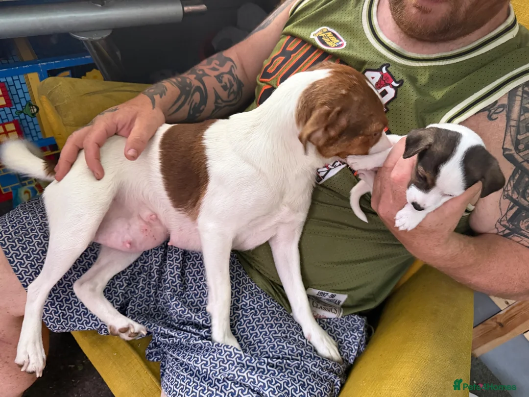 Jack Russell dogs for sale: 2 jack Russell puppies - Advert 2