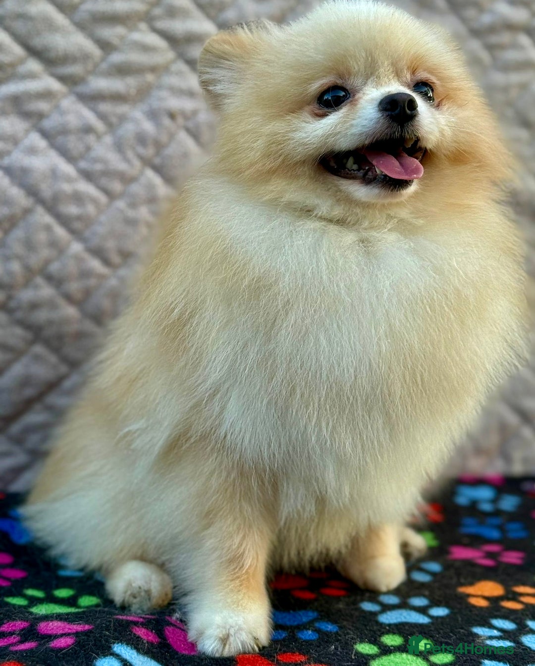 Pomeranian dogs for adoption: ToTo: A Little Angel - Image 3