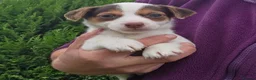 Jack Russell dogs for sale: Bred From Health Tested Parents. - Advert 3
