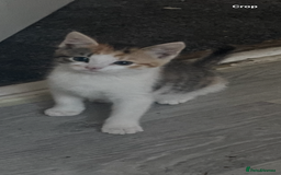 British Longhair cats for sale: Ellie - Image 1