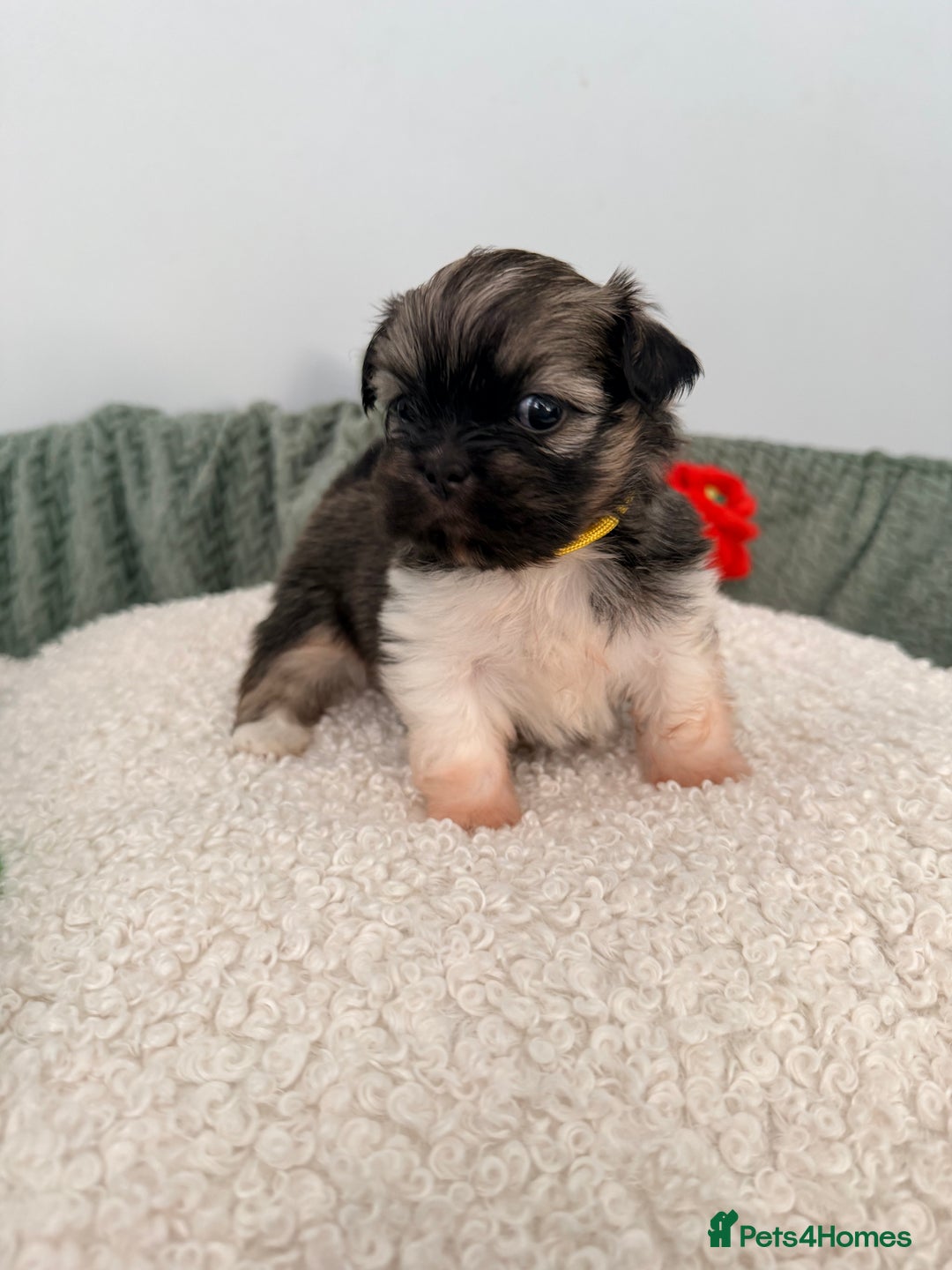 Lhasa Apso dogs for sale: Beautiful litter of KC Lhasa Apso puppies  - Advert 12
