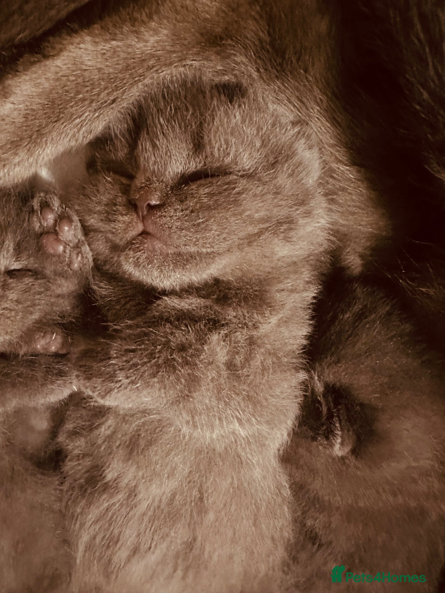 British Shorthair cats Stunning British Shorthair Blue Male –  - Advert 2