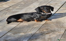 Miniature Dachshund dogs for sale: Miniature dachshund female - Image 3