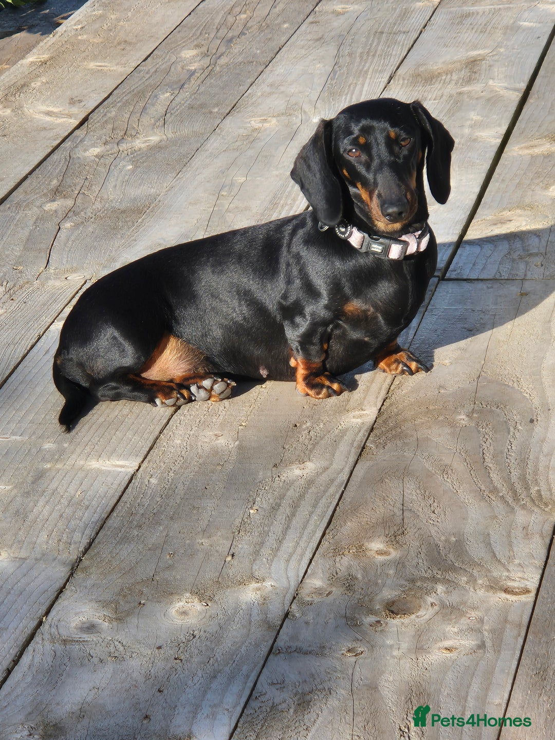 Miniature Dachshund dogs for sale: Miniature dachshund female - Image 3