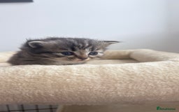 Persian cats for sale: Beautiful persian chinchilla tabby kittens  - Image 5