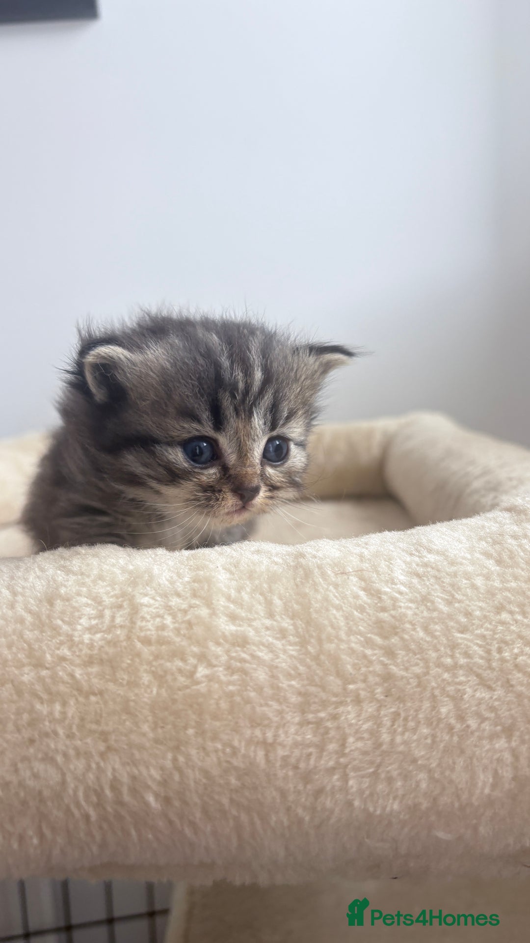 Persian cats for sale: Beautiful persian chinchilla tabby kittens  - Image 5