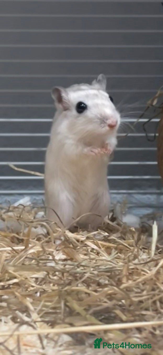 Gerbil rodents Female gerbil - Advert 1