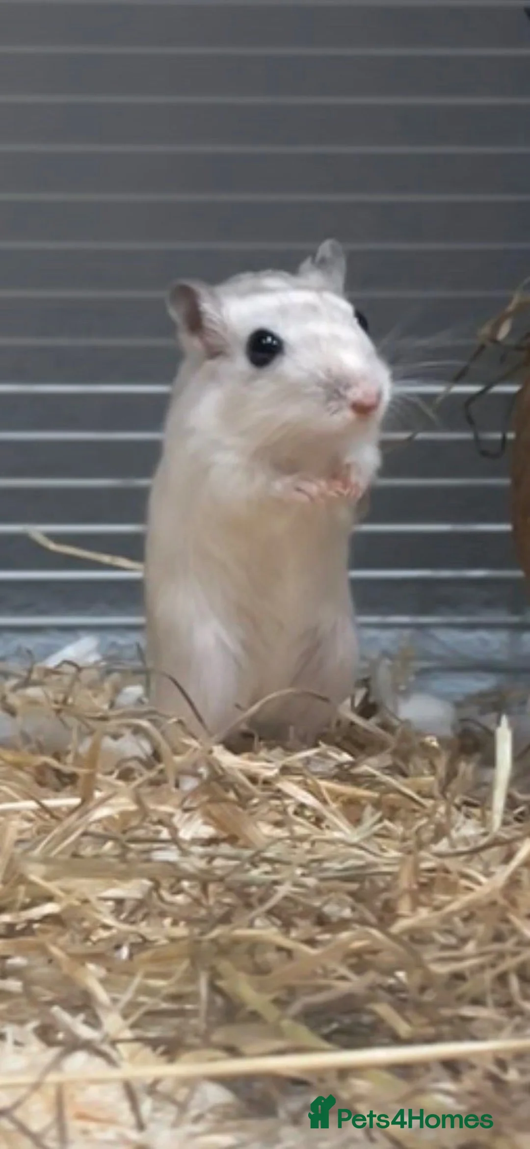 Gerbil rodents for sale: Female gerbil in Cardiff - Advert 1