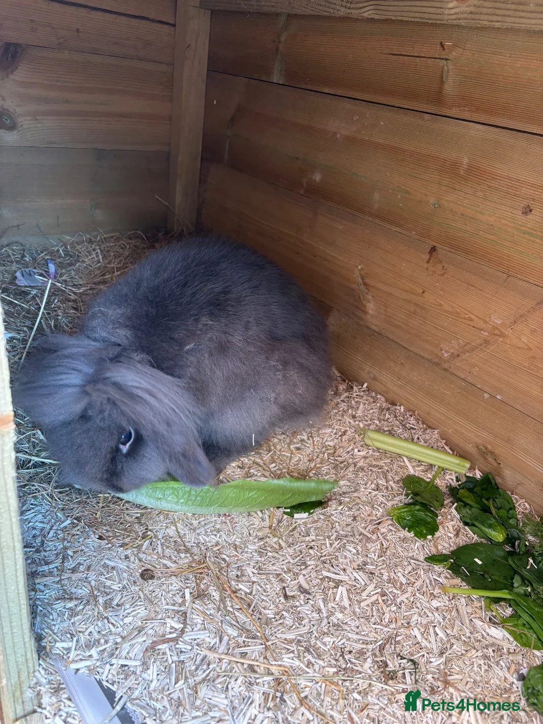 Lionhead rabbits for sale: 1 buck. 1 doe - Advert 2