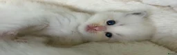 Ragdoll cats for sale: GCCF Registered Ragdoll kittens- 2 neutered boys - Advert 31