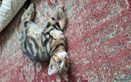 Scottish Fold cats for sale: Beautiful kittens ready for forever loving homes  - Image 15