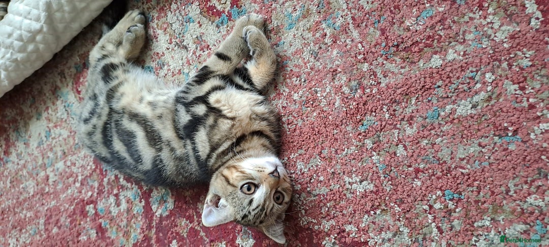 Scottish Fold cats for sale: Beautiful kittens ready for forever loving homes  - Image 15