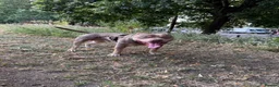 American Bully dogs for sale: Rehome Pablo  - Advert 6