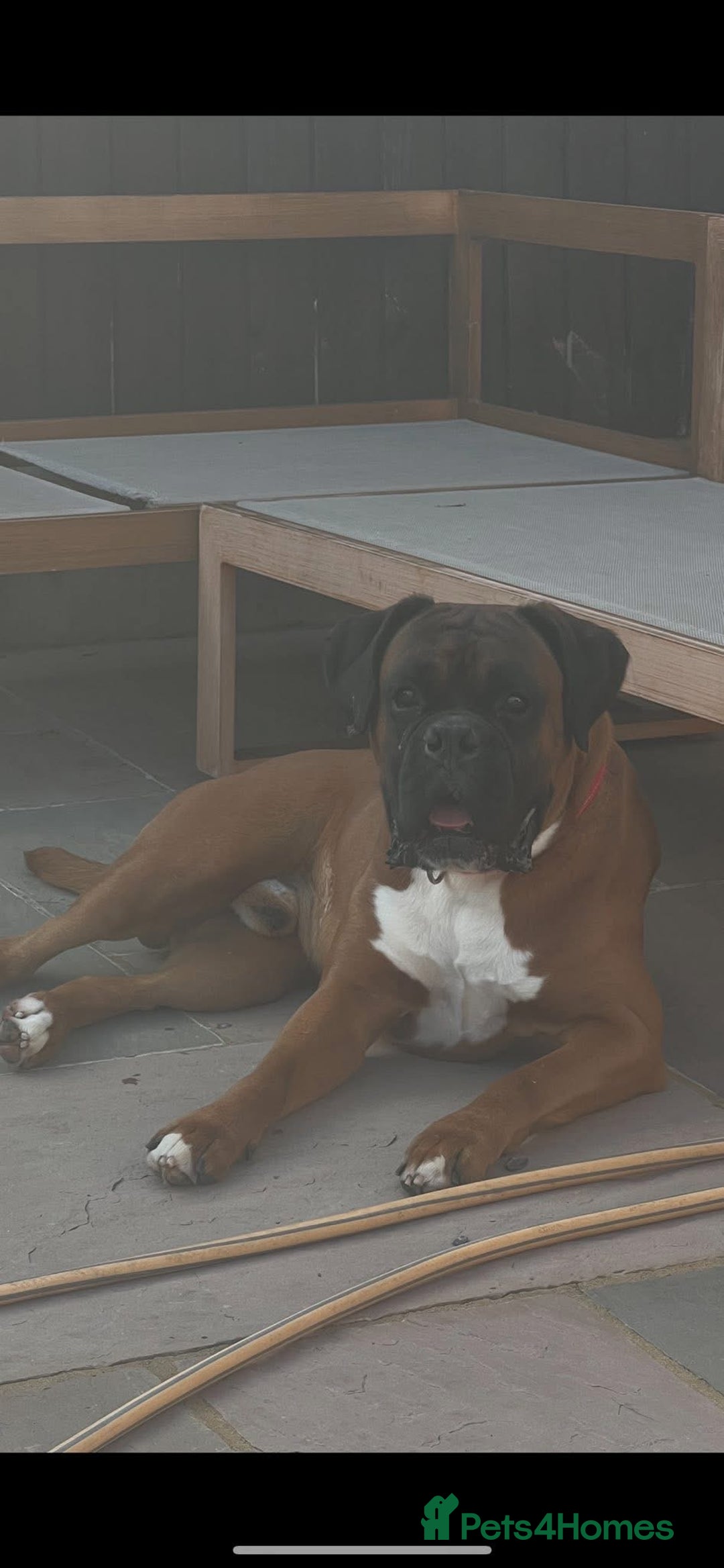 Boxer dogs for stud: Boxer Stud KC Reg & Proven - Advert 7