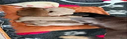 French Bulldog dogs for stud: RFG 0 & FBCE - Koda Bear - Full Fluffy Rojo & Tan - Advert 15