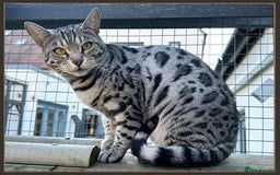 Bengal cats for sale: Outstanding Silver rosetted spotted Bengal Lady - Advert 2