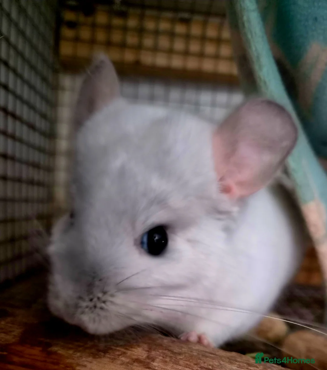 Chinchilla rodents for sale: White diamond male chinchilla  - Advert 3