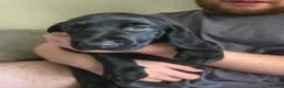 Mixed Breed dogs for sale: Lab Cross weimaraner  - Advert 5