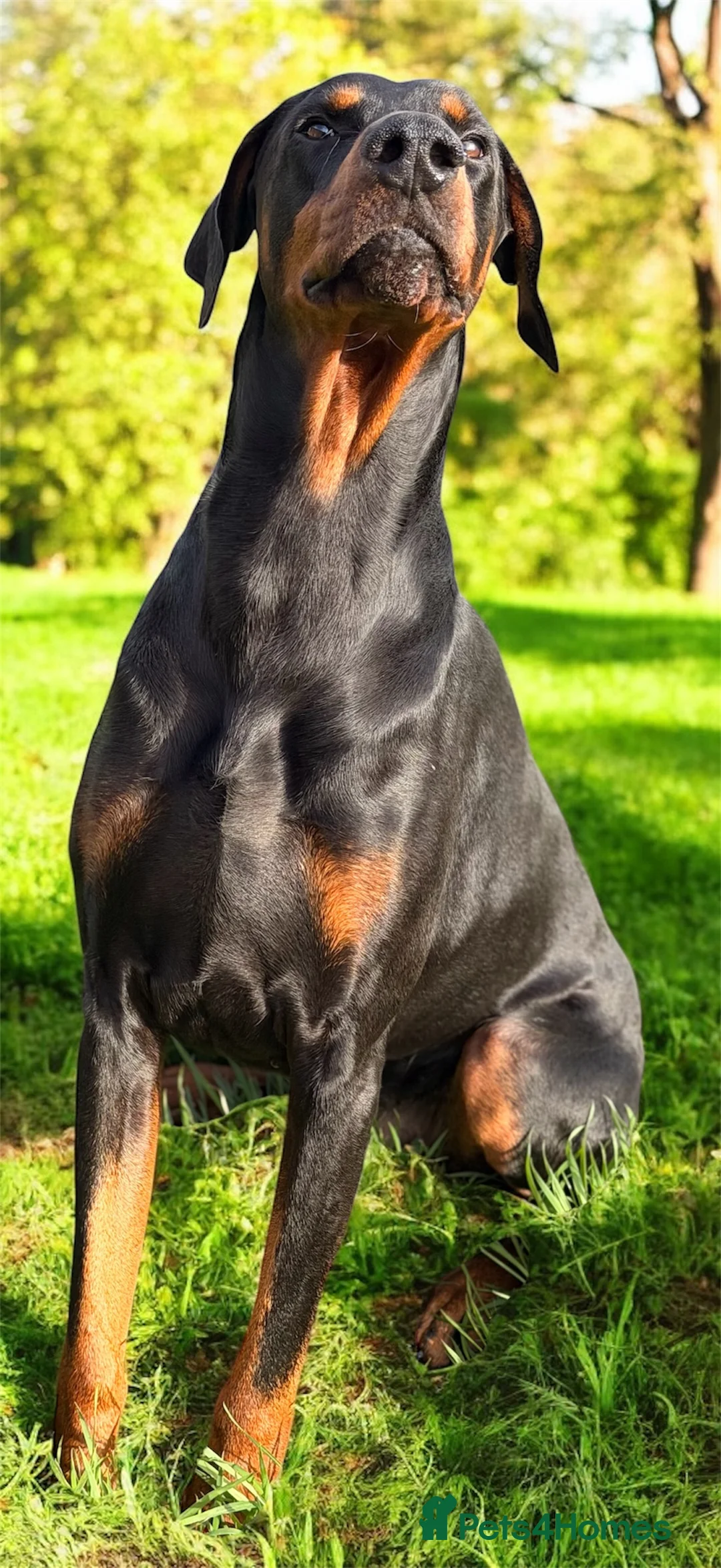 Dobermann dogs for stud: Dobermann Stud KC  - Advert 1