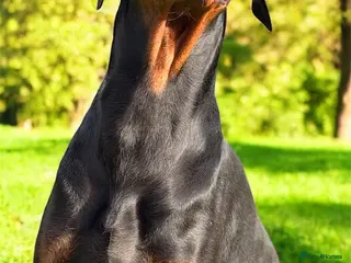 Dobermann dogs Dobermann Stud KC - Advert 1