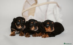 Miniature Dachshund dogs for sale: 🌿🌸🌳KC LONGHAIR MINI DACHSHUND PUPS🌳🌸🌿 - Image 2