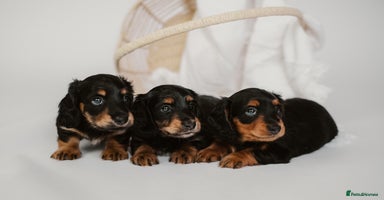 Miniature Dachshund dogs - Advert 2