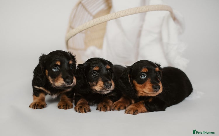 Miniature Dachshund dogs - Advert 10
