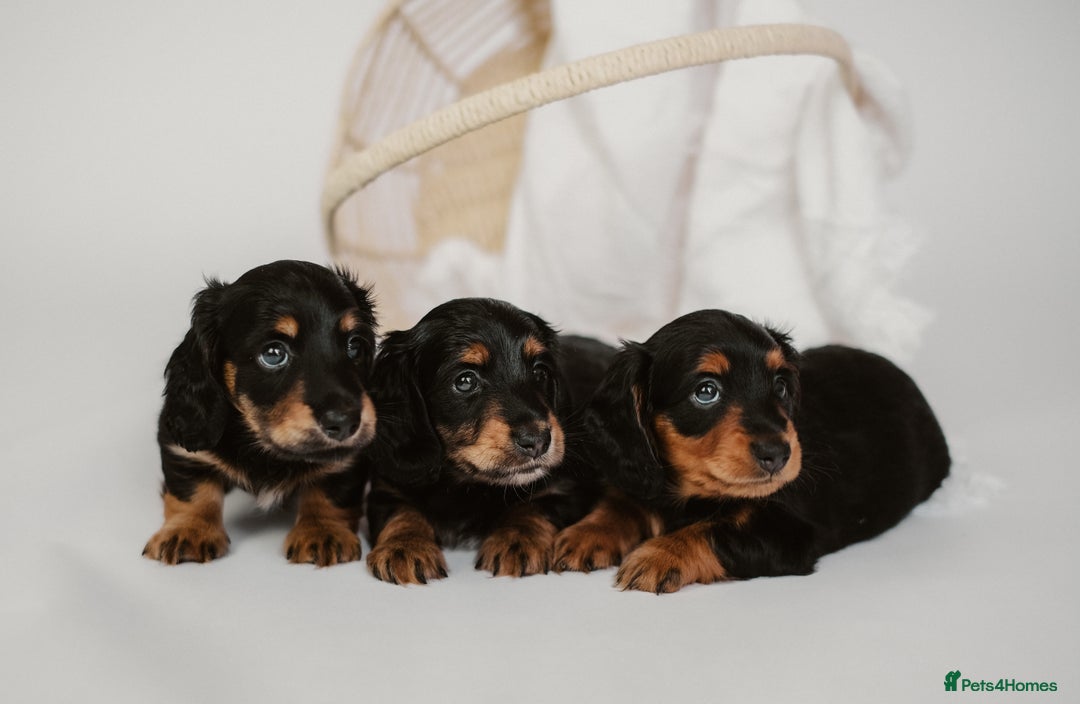 Miniature Dachshund dogs for sale: 🌿🌸🌳KC LONGHAIR MINI DACHSHUND PUPS🌳🌸🌿 - Image 2