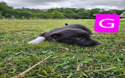 Mixed Breed dogs for sale: Girl TRI- due to unforseen circumstances - Image 17