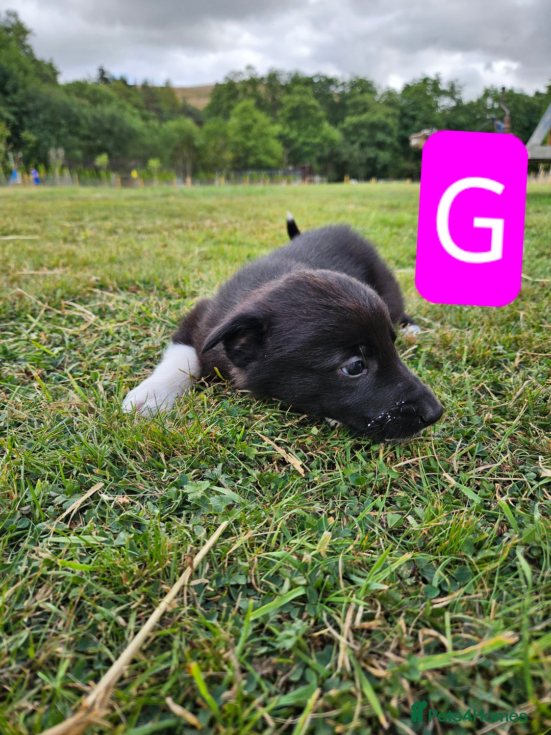 Mixed Breed dogs for sale: Girl TRI- due to unforseen circumstances - Image 17