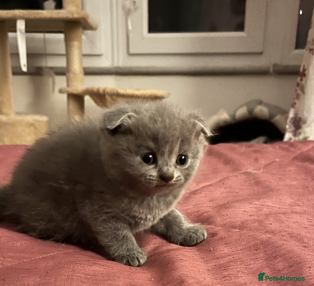 Scottish Fold cats for sale: Lovely Scottish fold kittens  - Advert 11