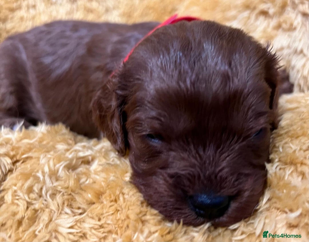 Cavapoo dogs for sale: Sensational Cavapoo Puppies-Parents Health Tested - Advert 5