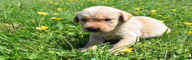 Labrador Retriever Puppy 3